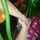 Arem