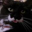 Pandoracat