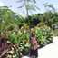 putry vibry