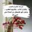 عابدة الرحمن