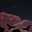 Noon Eldow