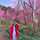Alice Thuy Alice Thuy