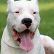 Jose 