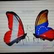 Odilia Febres