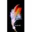 Df_Official10