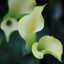 Iris Y