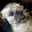 Steinberger Spirit Steinberger Spirit