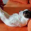 giane