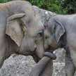 maash