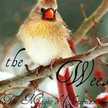 debibradley13