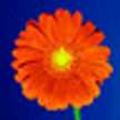 RED FLOWER