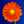RED FLOWER