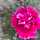 Yuko