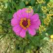 Pronik