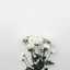 Linna