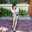 Thuy Van