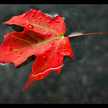 maplesong