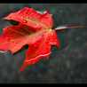 maplesong