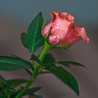 همسات ناعمه