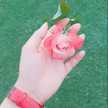 نور الهدى