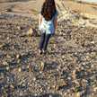 Hiba Tistic
