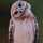 Lapin