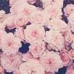 Raghad