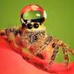 Ihavespiders