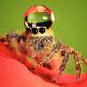 Ihavespiders