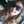 Jessica I