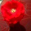 Lubna