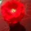 Lubna