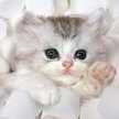 Kitty Cat