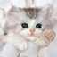 Kitty Cat