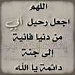 زهرة الياسمين 