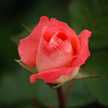 C Naseem A