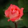 C Naseem A