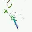 Filatul Hidayah