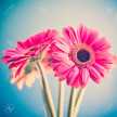 Chechu