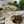 Baini Haroon