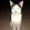 ririn
