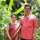 Nagraj Sr Jagalur Nagraj Sr Jagalur