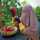 Hana Khoirul Fitroh Hana Khoirul Fitroh