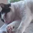 Donald Gata Cocina
