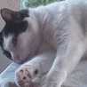 Donald Gata Cocina
