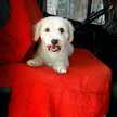 Shuliet