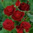 Shaam