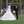 Shaima M Sdw