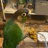 fluffybirdlover fluffybirdlover