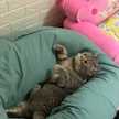 Tse Cat